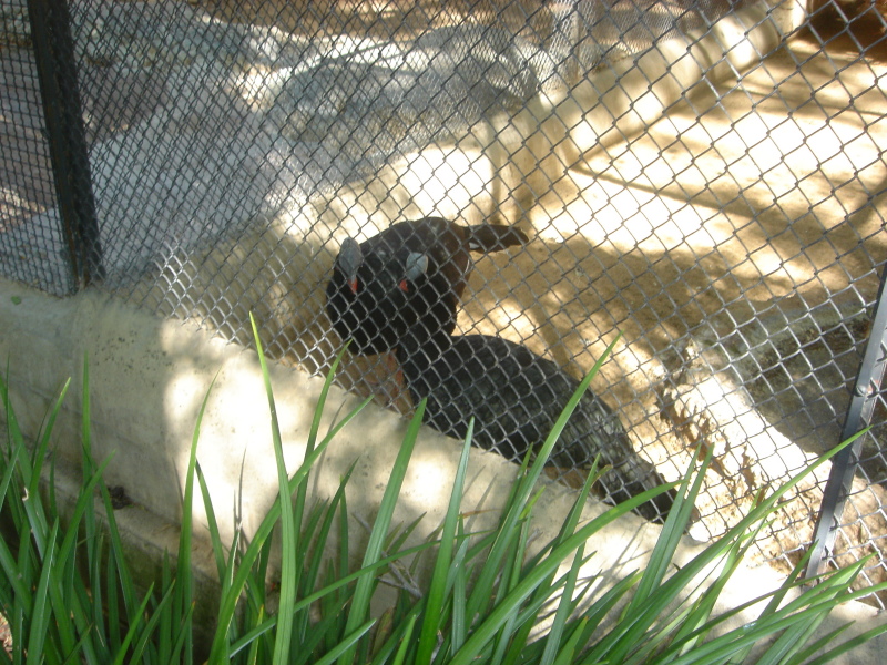 2006/04(Apr)/04(Zoo-Chance-Dax)/800x600_2006-04-08 15-17-56.JPG